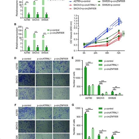 Circatrnl And Circznf Overexpression Inhibited Ovarian Cancer