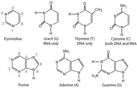 610 Nucleic Acids Chemistry Libretexts