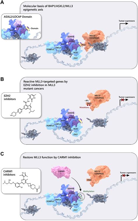 Carm1 Mediated Methylation Of Asxl2 Impairs Tumor Suppressive Function Of Mll3 Compass Science