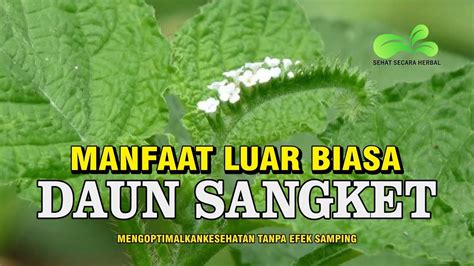 Manfaat Luar Biasa Daun Sangket Youtube