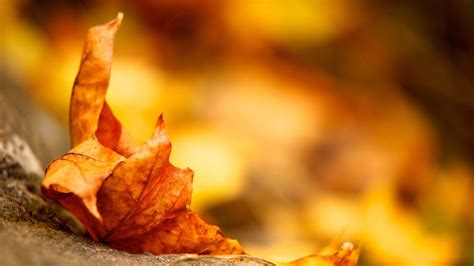 Autumn Leaf Wallpapers Wallpaper Cave