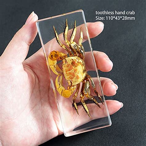 Jsnzmtsbd Insect Resinreal Insect Spider Specimen Science Classroom Taxidermy Resin Desk