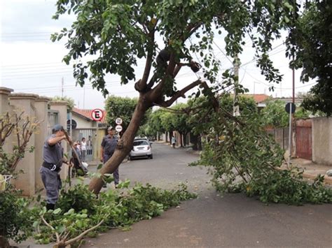 Ventania Causa Queda De Rvores Pela Regi O Jornal A Cidade De