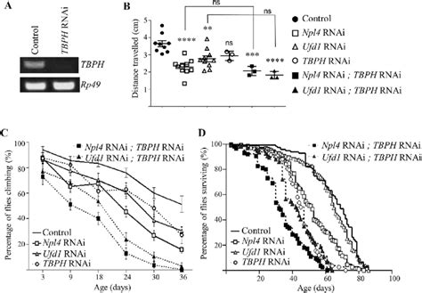 Knockdown Of Tbph Exacerbates Neurodegeneration Associated With