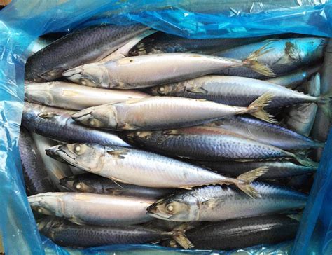 Frozen Mackerel Fish From China Scomber Japonicus Mackerel 6 8pcs