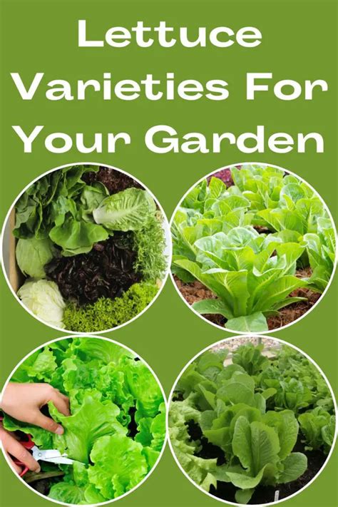 Lettuce Varieties For Your Garden To Keep You Excited The Real Gardener