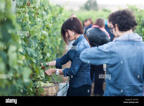 Grape harvest festival Stock Photo - Alamy