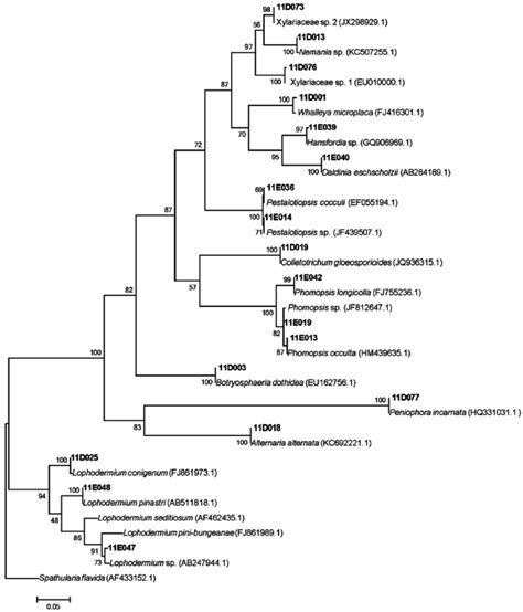 Phylogenetic Tree Of Endophytic Fungi From P Densiflora And L