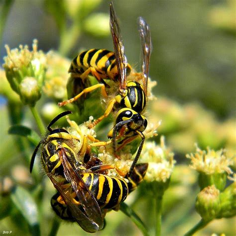 Yellow Jacket Prevention Around Your Home Lookout Pest Control