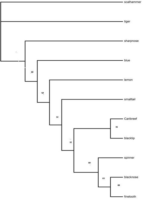 The Majority Consensus Nj Bootstrap Tree For The Mtdna D Loop Dosay