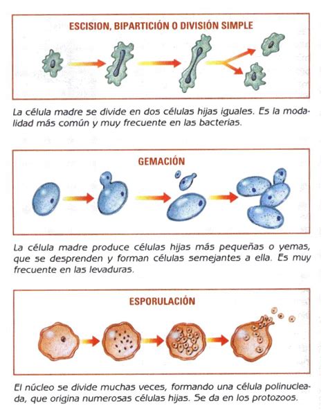 Biología Bi 28 Reproducción