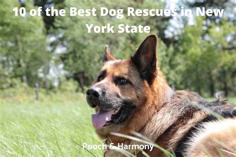 10 Of The Best Dog Rescues In New York State Pooch And Harmony