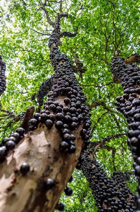 Descubre Tu Mundo Jaboticaba Un Curioso Rbol Con Frutas En El Tronco