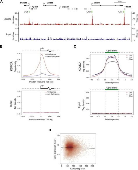 Kdm2a Binds To Cpg Islands Genome Wide Download Scientific Diagram