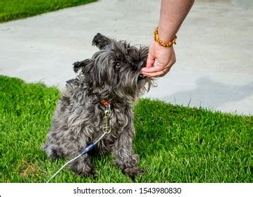 44 Minature Schnauzer Images, Stock Photos & Vectors | Shutterstock