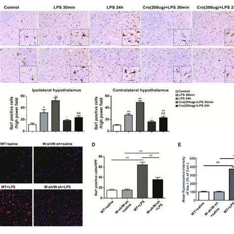 Stabilization Of Mast Cell Inhibited LPS Induced Microglia Activation