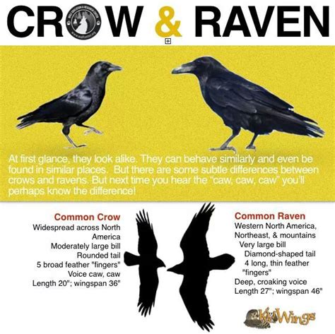 56 Best Birds Crows And Ravens Images On Pinterest Crows Ravens The