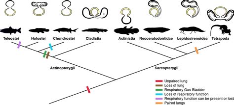 Geol Vertebrate Paleobiology