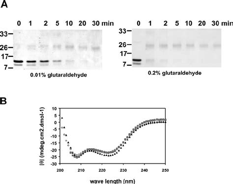 The Recombinant Idi Bzip Domain Forms A Dimer And Adopts An