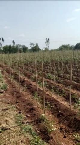 Agricultural Land 14 Acre For Sale In Zaheerabad Sangareddy REI1154556