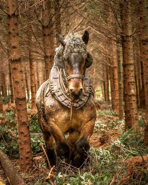 Gigi Embrechts On Instagram Here Is An Ardennes Draft Horse Logging