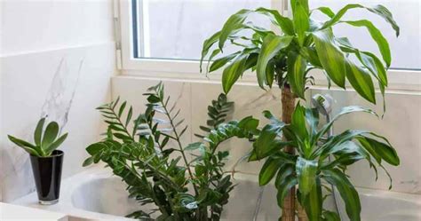 17 Best Bathroom Plants, How To Use, How To Choose, No Light or Upright