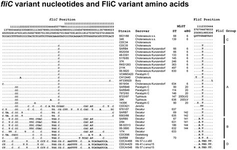 Variant Nucleotides In The Flic Gene And Variant Amino Acids In The Download Scientific Diagram