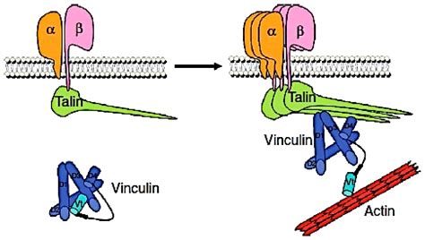 Plasma Concentrations Of Vinculin Versus Talin In Coronary Artery Disease