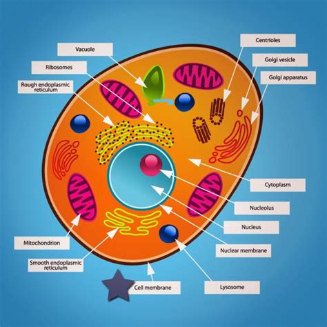 Label The Two Cell Parts On The Diagram Below Solved Drag T