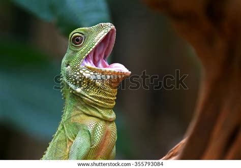 Lizard Open Mouth 4 254 Images Photos Et Images Vectorielles De