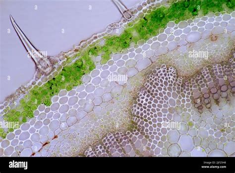 Polarized Light Micrograph In Transverse Cross Section Of Field Scabious Knautia Arvensis