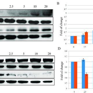 Effects Of Sfn On Cell Viability And Cell Migration In T Cells A