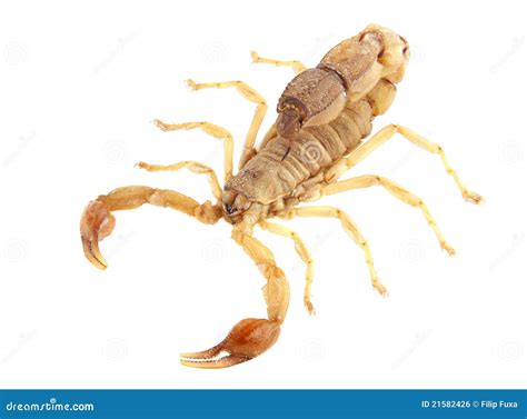 Scorpion stock photo. Image of dangerous, nature, poisonous - 21582426