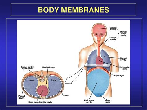 Ppt Connective Tissue Powerpoint Presentation Free Download Id219412