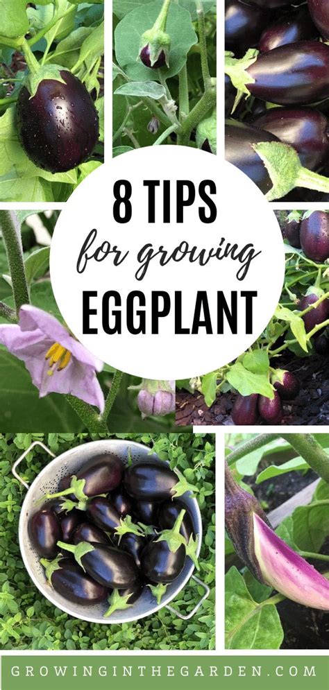 How To Grow Eggplant Growing Eggplant Planting Vegetables Veggie Garden