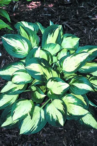 Hosta Revolution Rasadnik Mihalek