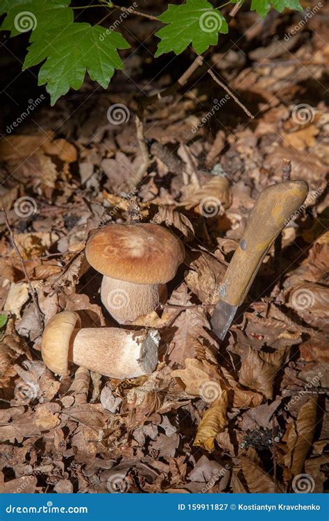 Two Boletus Mushroom In The Wild Porcini Mushroom Boletus Aereus Grows