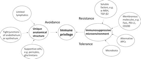 immune privilege   eye journal   foundations  ophthalmology
