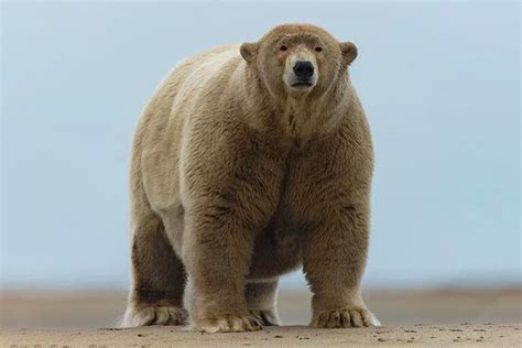 Grizzly Polar Bear Hybrid