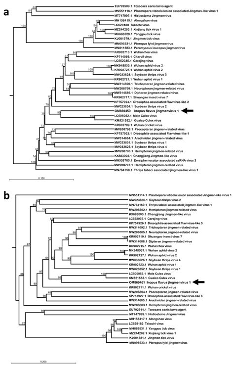 Phylogenetic Analysis Of The Amino Acid Sequence Of Nsp1 A And Nsp2 Download Scientific