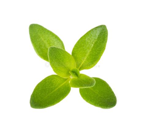 Thyme Sprig Stock Image Image Of Herb Vegetable Organic 157425263