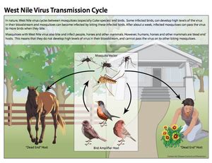 West Nile Virus And Acute Flaccid Paralysis Microbewiki