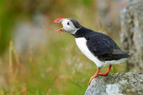 Photographing Atlantic Puffins on the Island of Runde | Flipboard