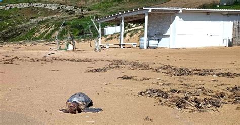 Trovata La Carcassa Di Una Grossa Tartaruga Caretta Caretta