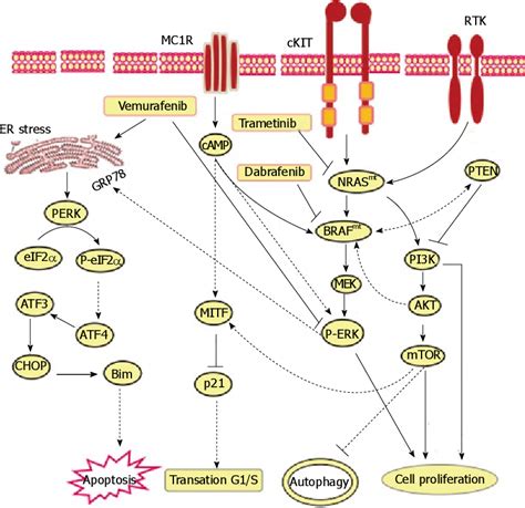 Figure 2 From Endoplasmic Reticulum Stress Mediated Pathways To Both