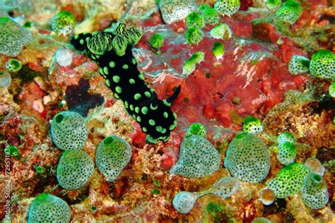 Green Black Nudibranch Nembrotha Cristata Strange Sea Slug