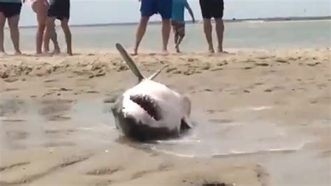 Beached Great White Shark Youtube