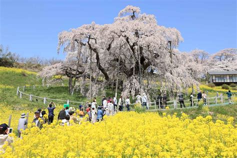 【動画】樹齢1000年超の一本桜、観光客魅了 福島「三春滝桜」 桜便り2024 産経ニュース