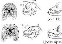 Cachorinhos A Diferença entre o SHIH TZU e o LHASA APSO