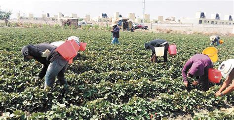 Aseguran 48 Mil Hectáreas De Cultivos De Granos Básicos En Morelos